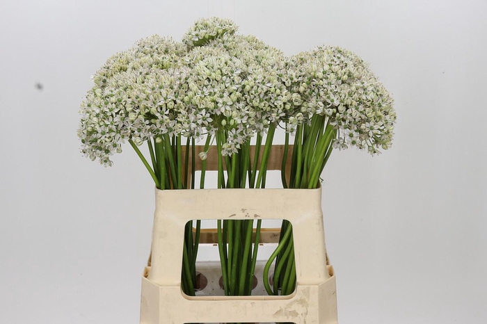 <h4>Allium Nigrum</h4>