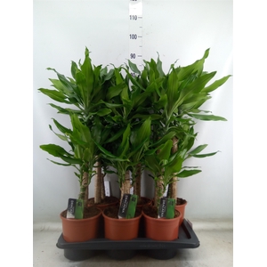Dracaena frag. 'Steudneri'