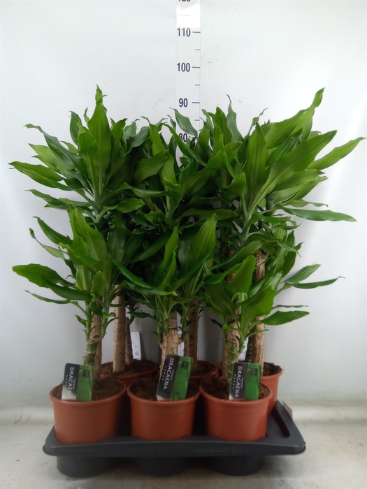<h4>Dracaena frag. 'Steudneri'</h4>
