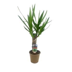 Yucca