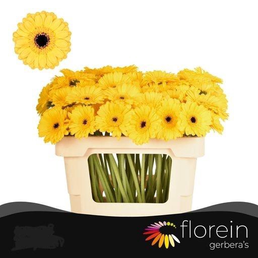 <h4>GE MI PACMAN</h4>