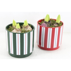 arr4 Hyacint RN - Sweet stripes