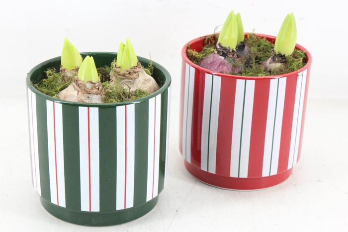 <h4>arr4 Hyacint RN - Sweet stripes</h4>