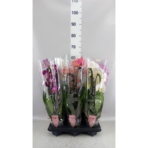 Phalaenopsis   ...mix