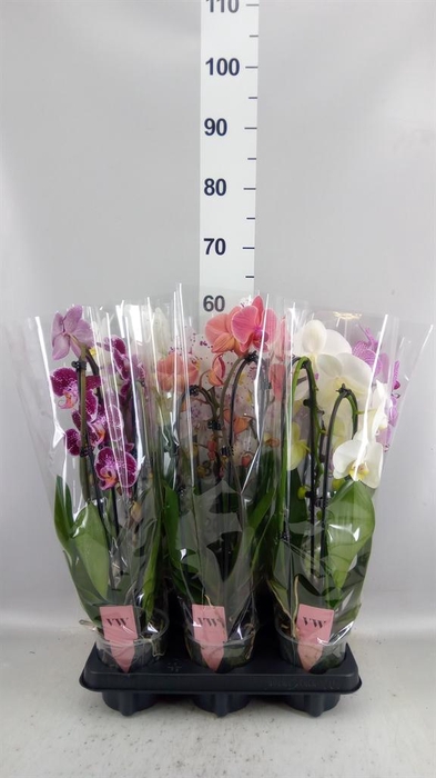 <h4>Phalaenopsis   ...mix</h4>