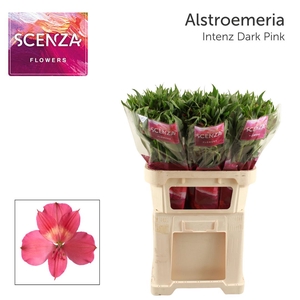 ALSTR INTENZ DARK PINK Scenza