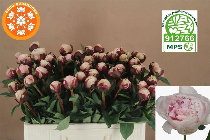 <h4>PAEO L REINE HORTENS</h4>