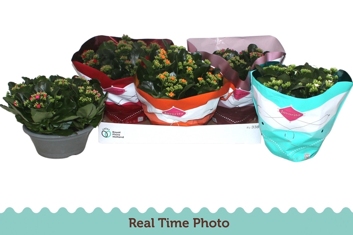 <h4>KAL EN GEM 5 KL</h4>