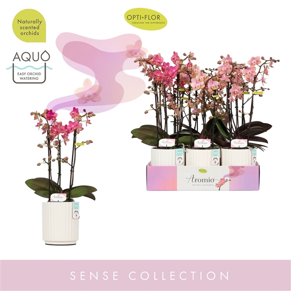 <h4>Aromio Mix 3 spike in Molise White Aquo</h4>