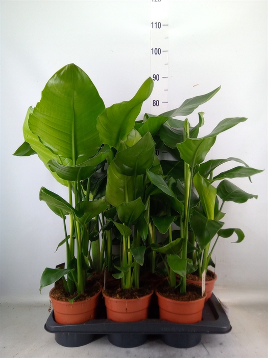 <h4>Strelitzia nicolai</h4>