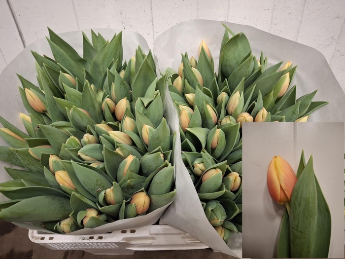 <h4>TU EN MARIT</h4>