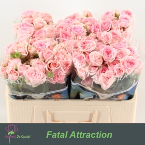 R tr Fatal Attraction