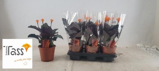 <h4>CALAT CROCATA</h4>