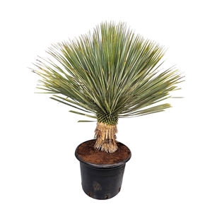 YUC ROSTRATA