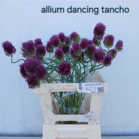 Allium Dancing Tancho