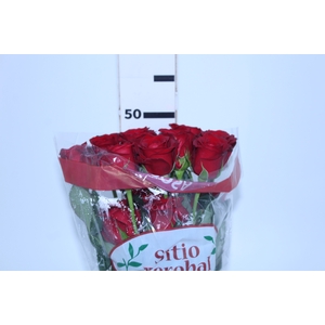 ROSA SAMOURAI 050 CM ESTUFA