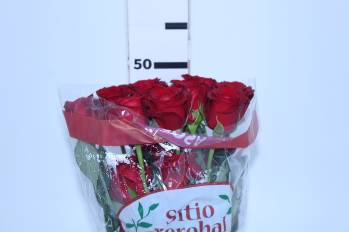 ROSA SAMOURAI 050 CM ESTUFA