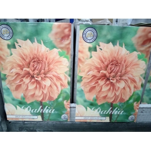 Dahlia   ...flowerbulbs