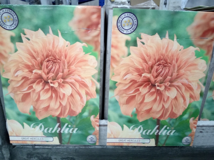 <h4>Dahlia   ...flowerbulbs</h4>