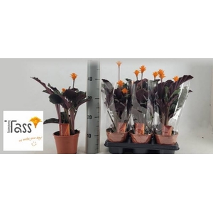 Calathea Crocata 2+