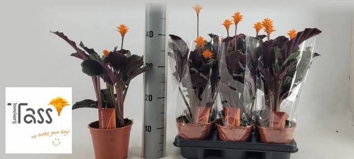 Calathea Crocata 2+