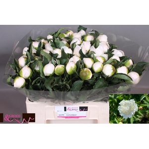 PAEO L WHITE ELEGANC