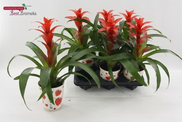 <h4>GUZM ALLURA</h4>