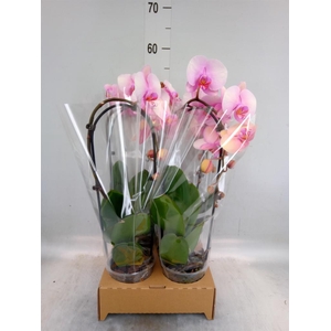 Phalaenopsis  'Elegant Cascade'