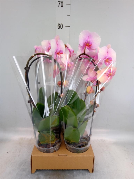 <h4>Phalaenopsis  'Elegant Cascade'</h4>