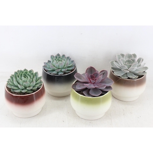 arr3 OV - Ker. Amalfi