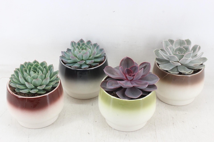 <h4>arr3 OV - Ker. Amalfi</h4>