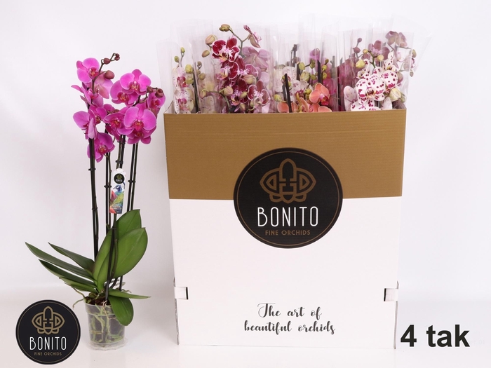 <h4>PHAL GEM 7 KL</h4>