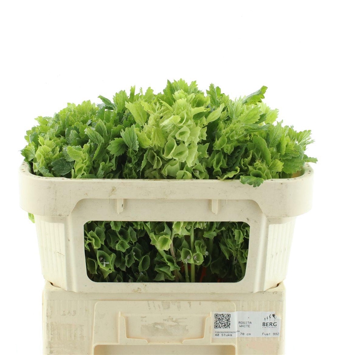<h4>Moluccella Stuk</h4>