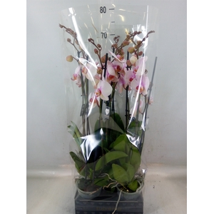Phalaenopsis  'Anthura Madrid'