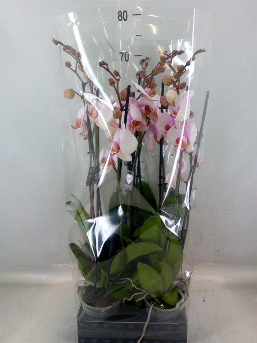 <h4>Phalaenopsis  'Anthura Madrid'</h4>