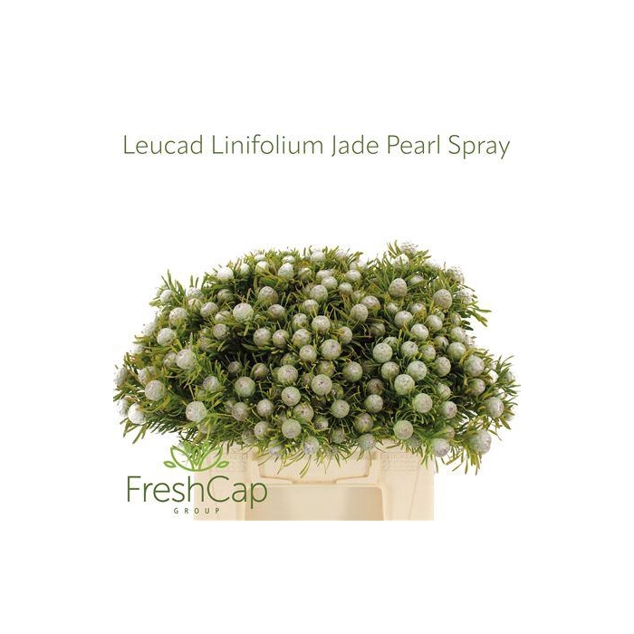 <h4>LEUCAD LINIFOLIUM JADE PEARL SPRAY</h4>