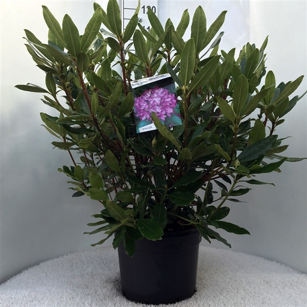 <h4>Rhodo. ponticum 'Roseum' pink</h4>