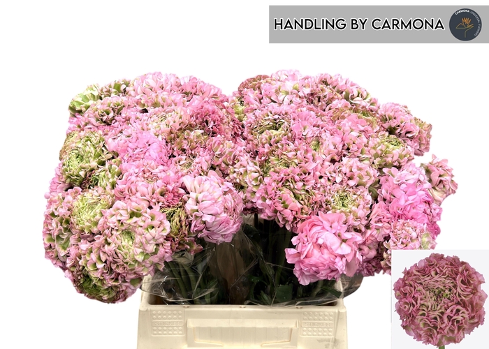 <h4>RAN PON PON ALICE</h4>