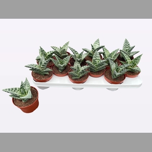 ALOE VARIEGATA