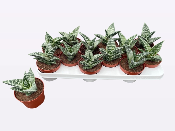 <h4>ALOE VARIEGATA</h4>