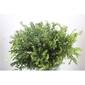 Buxus Green P Bunch
