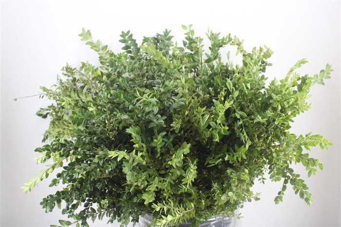 <h4>Buxus Green P Bunch</h4>
