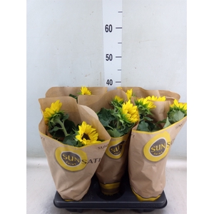 Helianthus an. 'Sunsation'