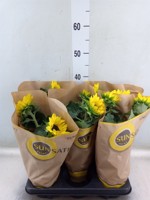 <h4>Helianthus an. 'Sunsation'</h4>