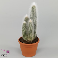 Cleistocactus strausii