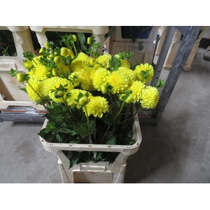 DAHL YELLOW SYNPHONIE
