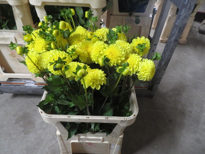 <h4>DAHL YELLOW SYNPHONIE</h4>