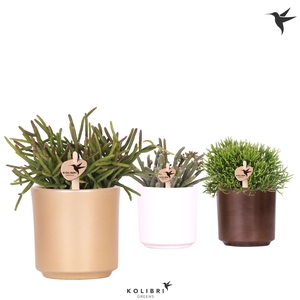 Kolibri Greens Rhipsalis mix in Simplicity pot mix