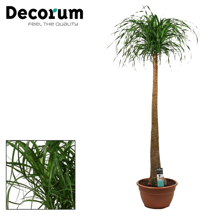 Beaucarnea recht 40 cm (Decorum)