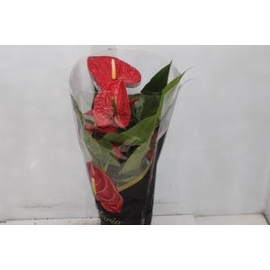 ANTHURIUM MICHIGAN P17 PREMIUM